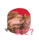 ロゼの一日（個別スタンプ：11）