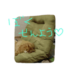 catcatcatdoog（個別スタンプ：1）