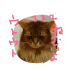 catcatcatdoog（個別スタンプ：3）