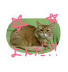 catcatcatdoog（個別スタンプ：4）