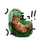 catcatcatdoog（個別スタンプ：5）