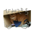 catcatcatdoog（個別スタンプ：6）