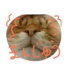 catcatcatdoog（個別スタンプ：7）