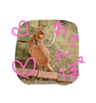 catcatcatdoog（個別スタンプ：8）