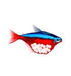 熱帯魚ライフ（個別スタンプ：30）