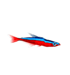 熱帯魚ライフ（個別スタンプ：35）