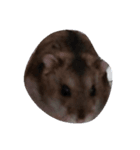 ムックです（個別スタンプ：1）