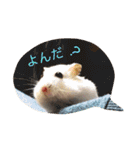 可愛いハムちゃんスタンプ（個別スタンプ：1）
