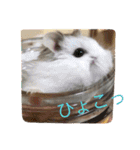 可愛いハムちゃんスタンプ（個別スタンプ：2）