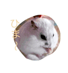 可愛いハムちゃんスタンプ（個別スタンプ：10）