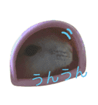 可愛いハムちゃんスタンプ（個別スタンプ：11）