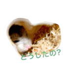 可愛いハムちゃんスタンプ（個別スタンプ：12）