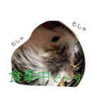 可愛いハムちゃんスタンプ（個別スタンプ：13）