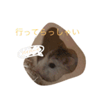 可愛いハムちゃんスタンプ（個別スタンプ：15）