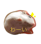 可愛いハムちゃんスタンプ（個別スタンプ：17）