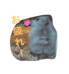 可愛いハムちゃんスタンプ（個別スタンプ：22）