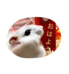 可愛いハムちゃんスタンプ（個別スタンプ：30）