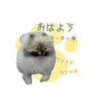 ポメラニアンず（個別スタンプ：2）