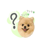 ポメラニアンず（個別スタンプ：3）