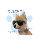 ポメラニアンず（個別スタンプ：4）