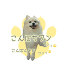 ポメラニアンず（個別スタンプ：6）