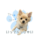ポメラニアンず（個別スタンプ：8）