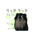 ポメラニアンず（個別スタンプ：11）