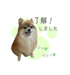 ポメラニアンず（個別スタンプ：15）