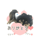ポメラニアンず（個別スタンプ：17）