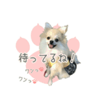 ポメラニアンず（個別スタンプ：21）