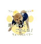 ポメラニアンず（個別スタンプ：26）