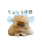 ポメラニアンず（個別スタンプ：28）