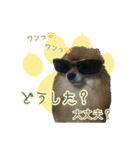 ポメラニアンず（個別スタンプ：30）