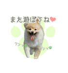 ポメラニアンず（個別スタンプ：31）