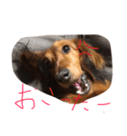 ミニチュアダックスフントのラテ（個別スタンプ：2）
