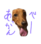 ミニチュアダックスフントのラテ（個別スタンプ：4）