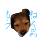 ミニチュアダックスフントのラテ（個別スタンプ：9）