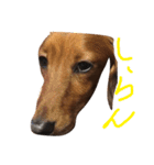 ミニチュアダックスフントのラテ（個別スタンプ：12）