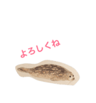 海の生き物 生活（個別スタンプ：29）