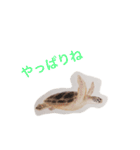 海の生き物 生活（個別スタンプ：40）