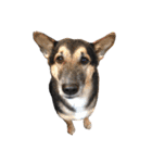 雑種犬のテツ（個別スタンプ：1）