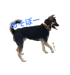 雑種犬のテツ（個別スタンプ：2）