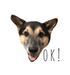 雑種犬のテツ（個別スタンプ：3）