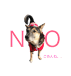 雑種犬のテツ（個別スタンプ：4）