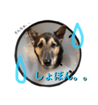 雑種犬のテツ（個別スタンプ：5）
