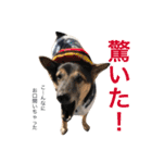 雑種犬のテツ（個別スタンプ：6）