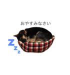 雑種犬のテツ（個別スタンプ：8）