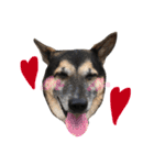 雑種犬のテツ（個別スタンプ：9）