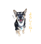 雑種犬のテツ（個別スタンプ：10）