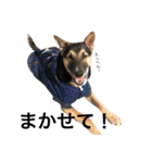 雑種犬のテツ（個別スタンプ：11）